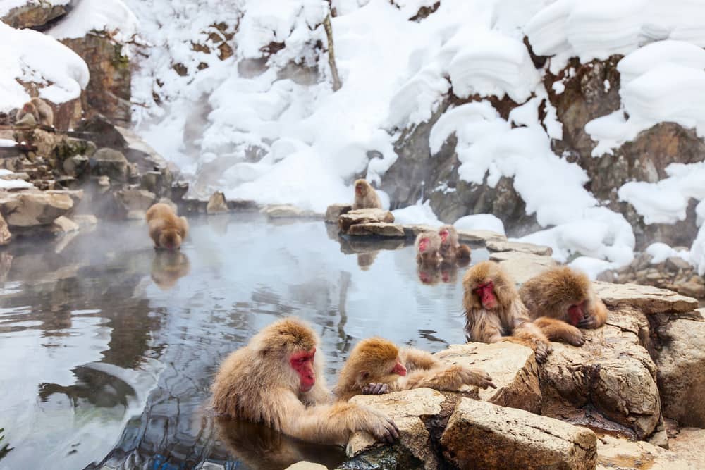 Wisata Alam di Jepang, Kenapa Ngga?